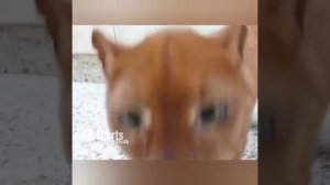 ЧИРИКАЕТ как ВОРОБЕЙ - ягуарунди