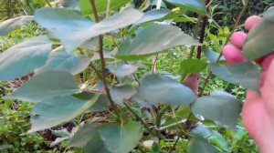 Безштамбовая формировка абрикоса в виде чаши. Ускоренный вариант. Промежуточный результат.