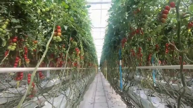 Нидерланды: Крошечная страна, которая кормит весь мир
