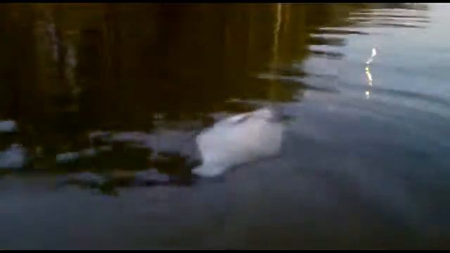 Больная рыба на Горьковском водохранилище