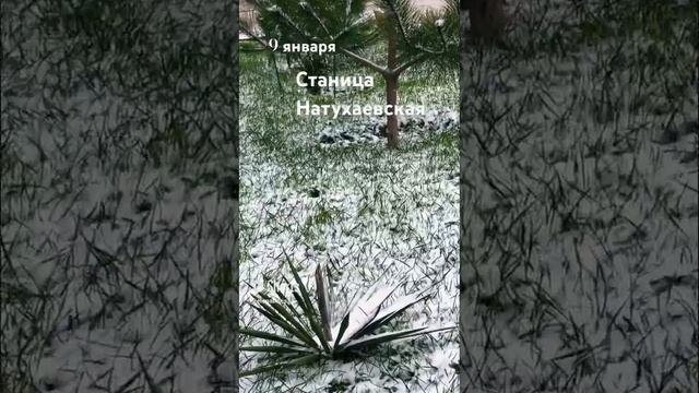 ЧУДО природы Зима на ЮГЕ ❄️09-01-2024