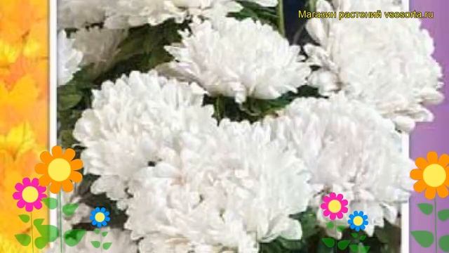 Астра низкорослая Белый ковер. Краткий обзор, описание характеристик, где купить семена Belyy kover смотреть онлайн