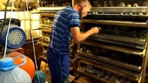 мои перепела техасцы, японцы , манжуры.#Николай_Чистяков