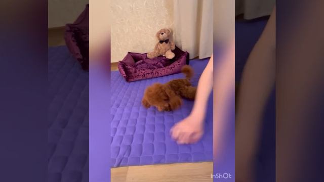 Красный мальчик той пуделя играет как котёнок)) смотреть онлайн