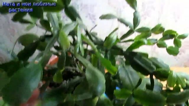 Готовлю декабрист к цветению// Диффенбахия Камилла радует// Обзор некоторых укореняемых черенков смотреть онлайн