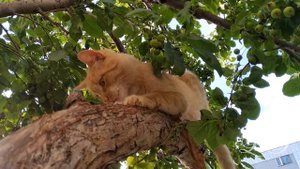 Кошка ушла из дома. Пропал кот. Что делать. Где искать. Часть 1