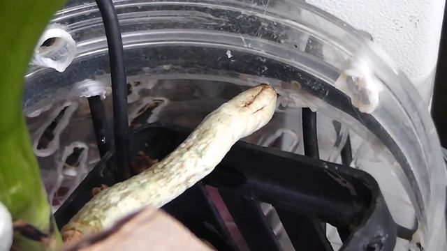 Корешки Ванды +, -, альфа, омега, да, нет..... смотреть онлайн