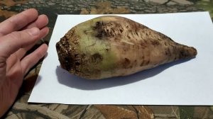 Добавка для рыбалки. Прикормка лучше чем с мелассой.