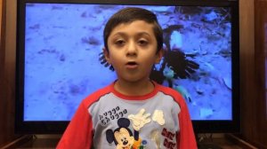 Петушки распетушились, но подраться не решились.