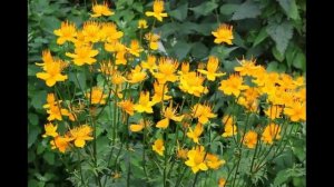 Купальница китайская - огненный цветок, Тrollius chinensis