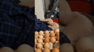 Очистить куриные яйца от загрязнений легко.