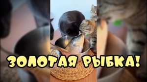 Сюрприз от золотой рыбки-Смешные коты