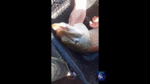 Видели когда-нибудь такое. #Shorts