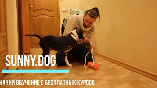 Дрессировка щенка стафа. Отучаем кусаться. Лучшие советы владельцам!!!