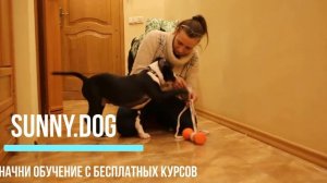Дрессировка щенка стафа. Отучаем кусаться. Лучшие советы владельцам!!!