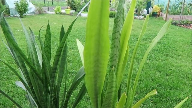 Мои экзотические растения: стрелиция, эвкалипт, питанга, финик и др. 47 смотреть онлайн