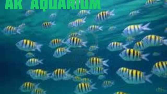 Abudefduf Saxatilis | AK Aquarium | #akfish #reenaaquarium #chennailivefish #marinefish