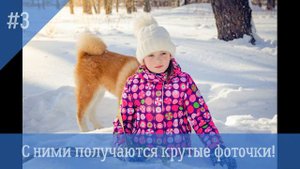 5 причин, зачем вам собака акита-ину