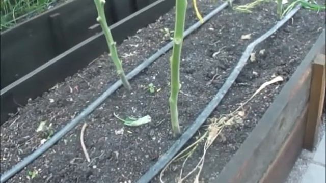 Подкормка томатов натуральными удобрениями Яичная скорлупа
