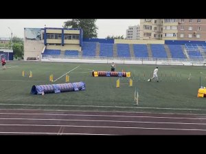 Бишенели Найси папийон  на соревнованиях по аджилити