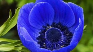 'Последний Божий призыв'