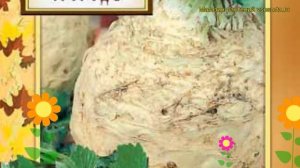 Сельдерей корневой. Краткий обзор: Сельдерей корневой описание характеристик, где купить семена