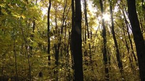 «Сельский порядок». Архангельское Губкинского округа (9.10.2019)