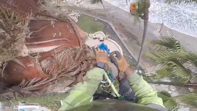 PODA DE PALMA MEXICANA -2021 - SAN DIEGO CA. смотреть онлайн