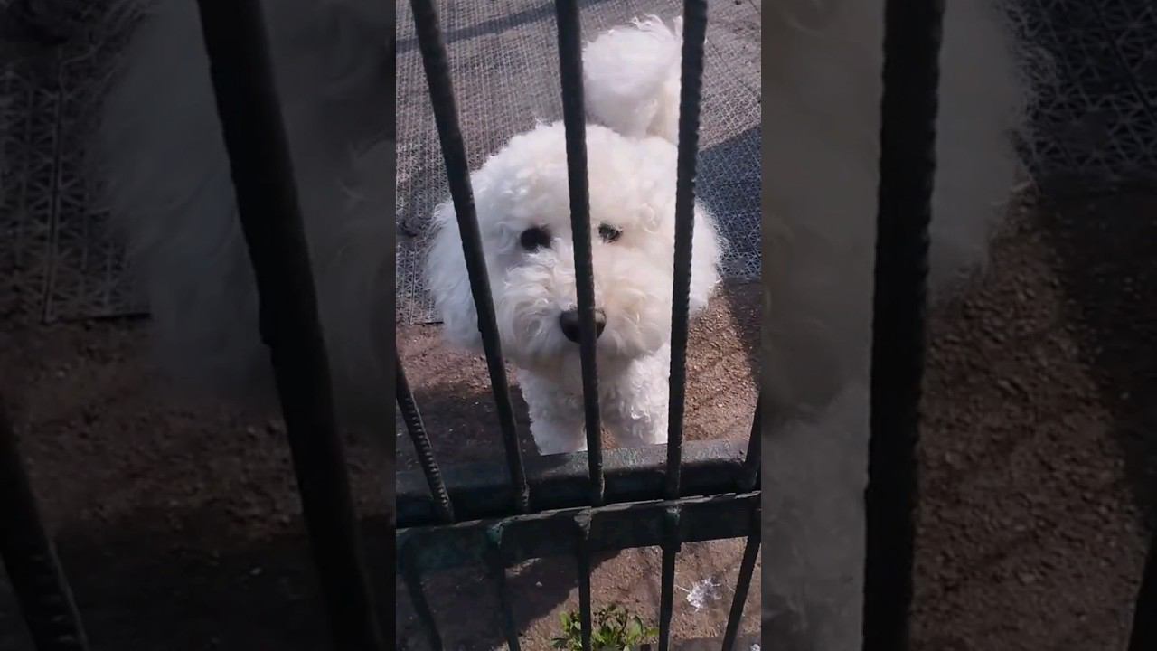 зоогостиница Стерлитамак #алексейсаламатин #собака #wise_animal #животные #топ #зоогостиница