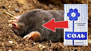 Как быстро избавиться от кротов землероек и сусликов на огороде с помощью соли?
