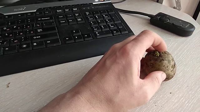 Посадка картофеля Из одного глазка будет один стебель и один сталоне Прорастание Ростков Поочередно