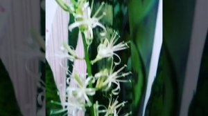 Как цветёт тёщин язык?..а вот так!.)