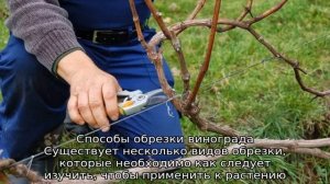 Обрезка винограда летом