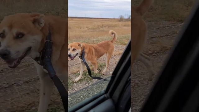 Рыжий Тарзан готовится на чемпионат Великий Щелковый Путь 2022-2023гг Калмыкия смотреть онлайн