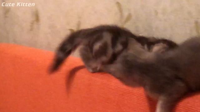 Кулачный бой КОТЯТ продолжается, Анфиса даёт отпор смотреть онлайн