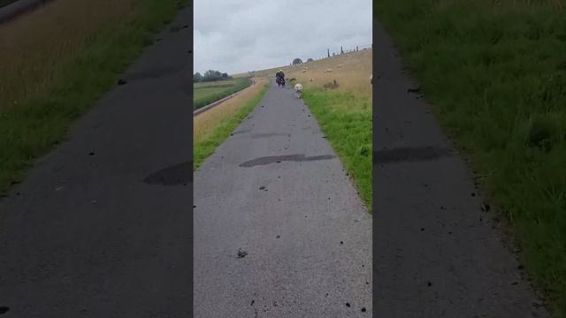 Sheep On EMS bike trail