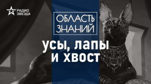 Почему древние египтяне поклонялись кошкам? Лекция египтолога Виктора Солкина.