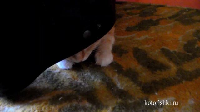 Рыжий котенок прячется и охотится | Ginger kitten playing hide and seek смотреть онлайн