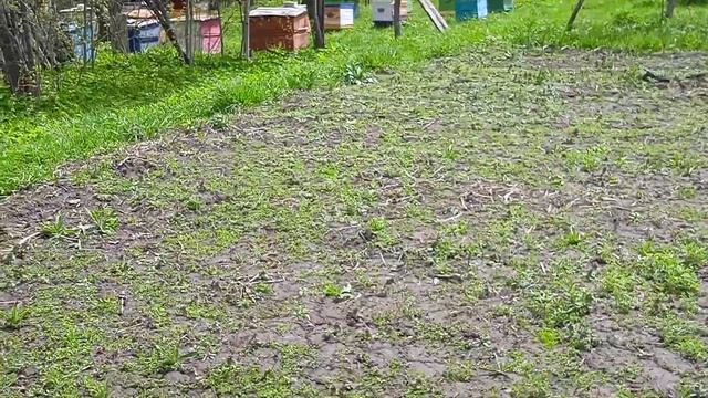 Пчеловодство. Разведение Акации в Нижегородской области часть 4. Грецкий орех в Нижегородской обл. смотреть онлайн
