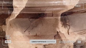 Хамелеон Геннадий Первая неделя дома...