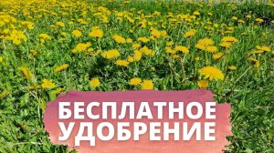 бесплатное суперудобрение с одним единственным недостатком (бродиловка, бодяга, жидкий навоз)