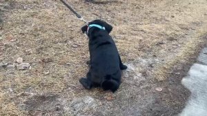 Мопс первый раз на улице!!!