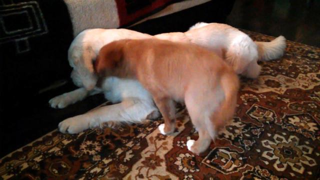 Рыжий троль смотреть онлайн