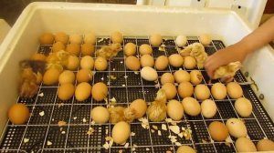 Рождение новой жизни .