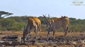 Африка. Антилопа Канна и буйволовый скворец