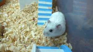 ВЫ ЭТОГО НЕ ЗНАЛИ / ПОДМЕНИЛИ ХОМЯКА КУКИ / СЕКРЕТ Джунгарского ХОМКИ / Alisa Easy Pets