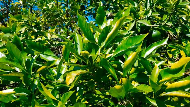 Сад Дерево дружбы июль 2018 Сочи смотреть онлайн