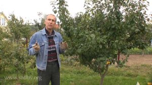 Осенний полив деревьев очень важен. Уход за плодовыми деревьями осенью. ©