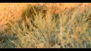 Пёстрый скорпион Mesobuthus eupeus