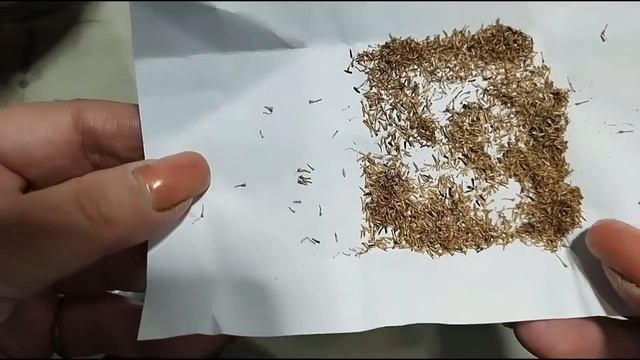 Цветок уничтожающий белокрылку.